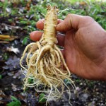 Fresh Codonopsis root