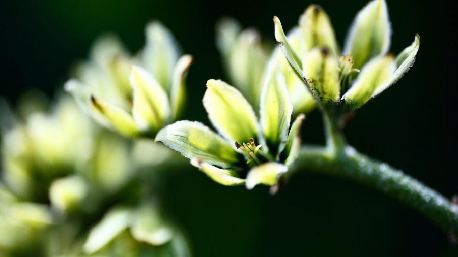 Veratrum viride | Traditional Roots Conference | herbal conference in Portland