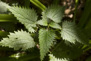 Urtica dioica | First Greens of the Season | Traditional Roots Institutes | nettles for hayfever and allergies